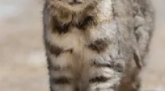 Anda cat - південноамериканський сильний хижак