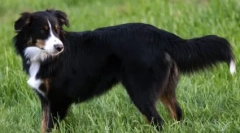 Англійська пастух: вірний друг і надійний захисник