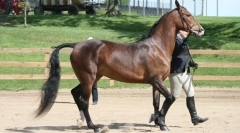 Британські коні