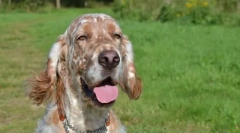 Англійський сетер