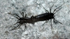 Антарктичний комар-белл