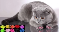 Антикрафти для кішок: ветеринарні відгуки про переваги та небезпеки м'яких завитків