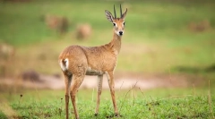 Антилоп орбі