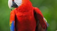 Ара танцюрист: відео, де танцює папуга на ліжку