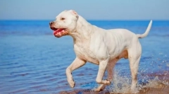 Аргентинська собака (фото): красивий, хоробрий мисливець і захисник