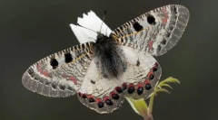 Архонд аполлінус