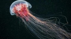 Арктична ціанія