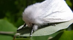 Арктика волжанка