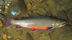 Арктичний голос