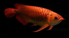 Азіатський старіння