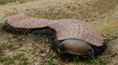 Артроплера