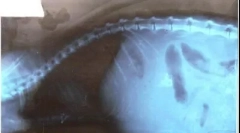 Асцит в кішок: яка проблема з