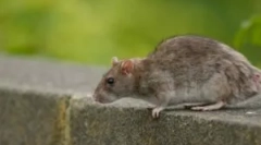 Аспекти чоловічого отруєння з отрутою щура