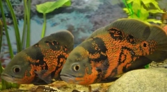 Astronotinae (astronotinae)