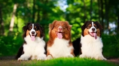 Австралійський пастух собак (фото): краса, розум і відданість