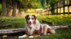 Австралійська шепірда