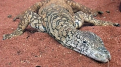 Австралійський гігантський варан