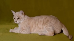 Австралійський туман: туманний кіт