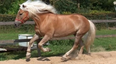 Австрійські коні