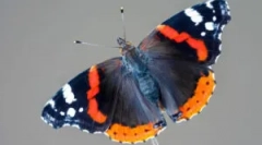 Адмірал метелик: опис та спосіб життя