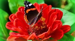 Метелик адмірал