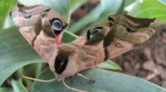 Метелик brahnik: опис та типи