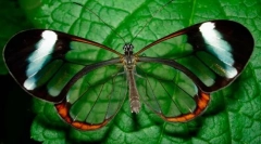 Метелик greta oho