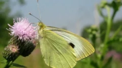 Метелик - капуста та гусениці на капусті