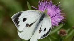 Капуста метелика