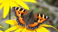 Утиліта метеликів: опис та спосіб життя