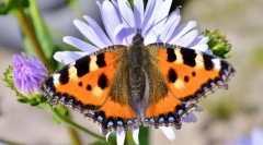 Метелик urticap