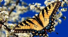 Метелик вітрильник