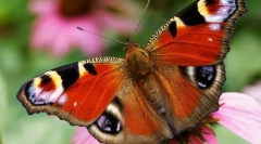 Метелик павич очей