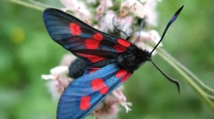 Баттерфляй пемтранка