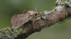 Метелик вампіра