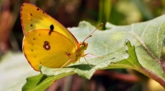 Метелик жовтяниця