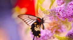 Метелики та їх спосіб життя