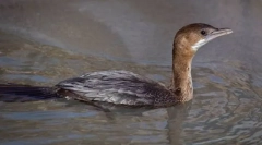 Морський малий