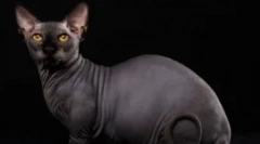 Bambino - диво на коротких ногах