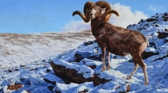 Баран гори алтай