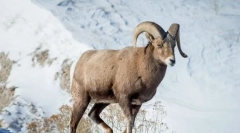 Баран сніговий