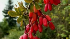 Варварський звичайний