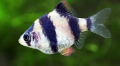 Барбуса, або усачі (пунтис)