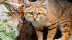 Розгалужений кіт