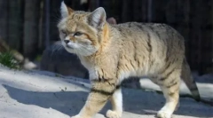 Розгалужена кішка: особливості породи