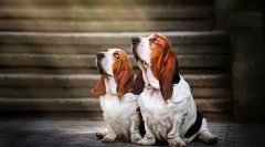 Basset hound (фото): щасливий мисливець і справжній гуморист