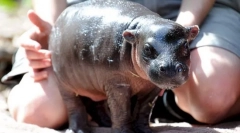 Гіппо карлик