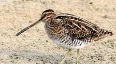 Бекас (фото): ретельний лісовий ягня