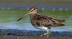 Бекас японський