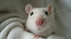 Білі домашні щури та умови